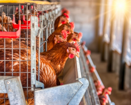 gallina de postura en jaula