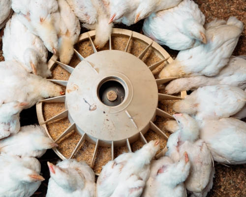 gallina de postura comiendo