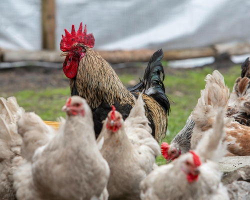 gallina de postura en campo