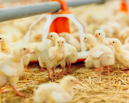 Pollos de engorda