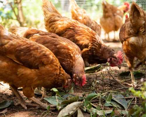 gallina de postura comiendo