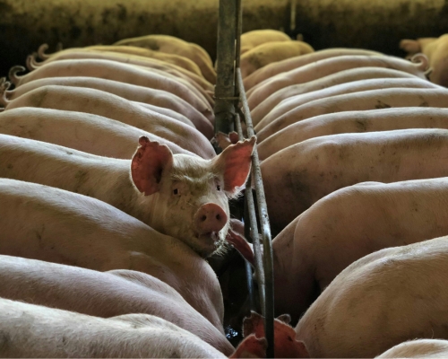 cerdos en espacio vital