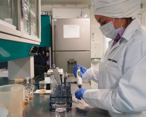 Desarrollo en laboratorio