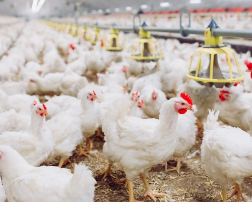 gallinas alimentadas con mezclas de Enziquim